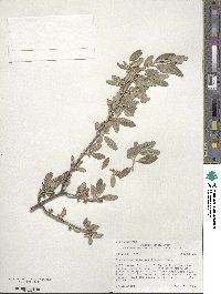 Shepherdia argentea image