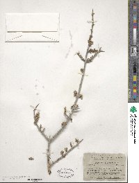 Shepherdia argentea image