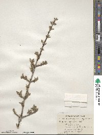 Shepherdia argentea image