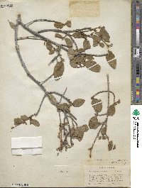 Shepherdia canadensis image