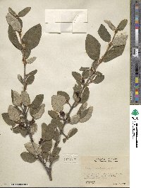 Shepherdia canadensis image