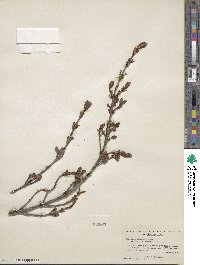 Shepherdia canadensis image