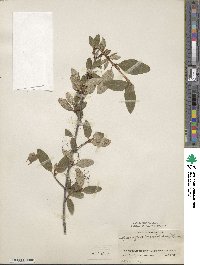 Shepherdia canadensis image