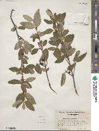 Shepherdia canadensis image