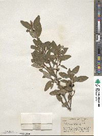 Shepherdia canadensis image