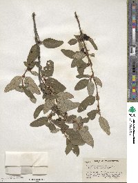 Shepherdia canadensis image