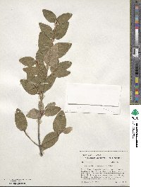 Shepherdia canadensis image