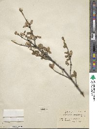 Shepherdia canadensis image