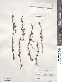 Shepherdia canadensis image