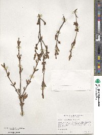 Shepherdia canadensis image