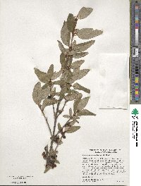 Shepherdia canadensis image