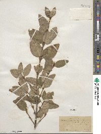 Shepherdia canadensis image