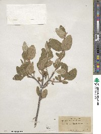 Shepherdia canadensis image