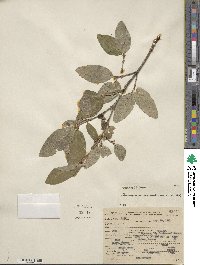 Shepherdia canadensis image