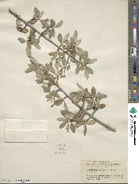 Shepherdia canadensis image