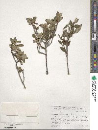 Shepherdia canadensis image