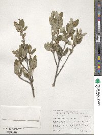 Shepherdia canadensis image