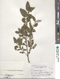 Shepherdia canadensis image