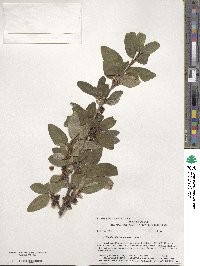 Shepherdia canadensis image