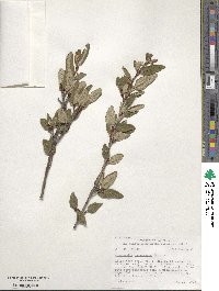 Shepherdia canadensis image