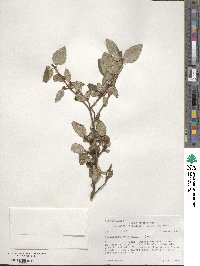 Shepherdia canadensis image