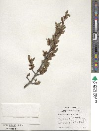 Shepherdia canadensis image