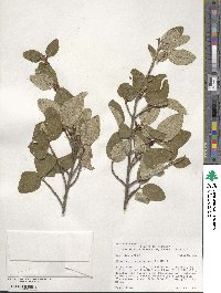 Shepherdia canadensis image