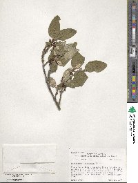 Shepherdia canadensis image