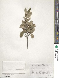 Shepherdia canadensis image