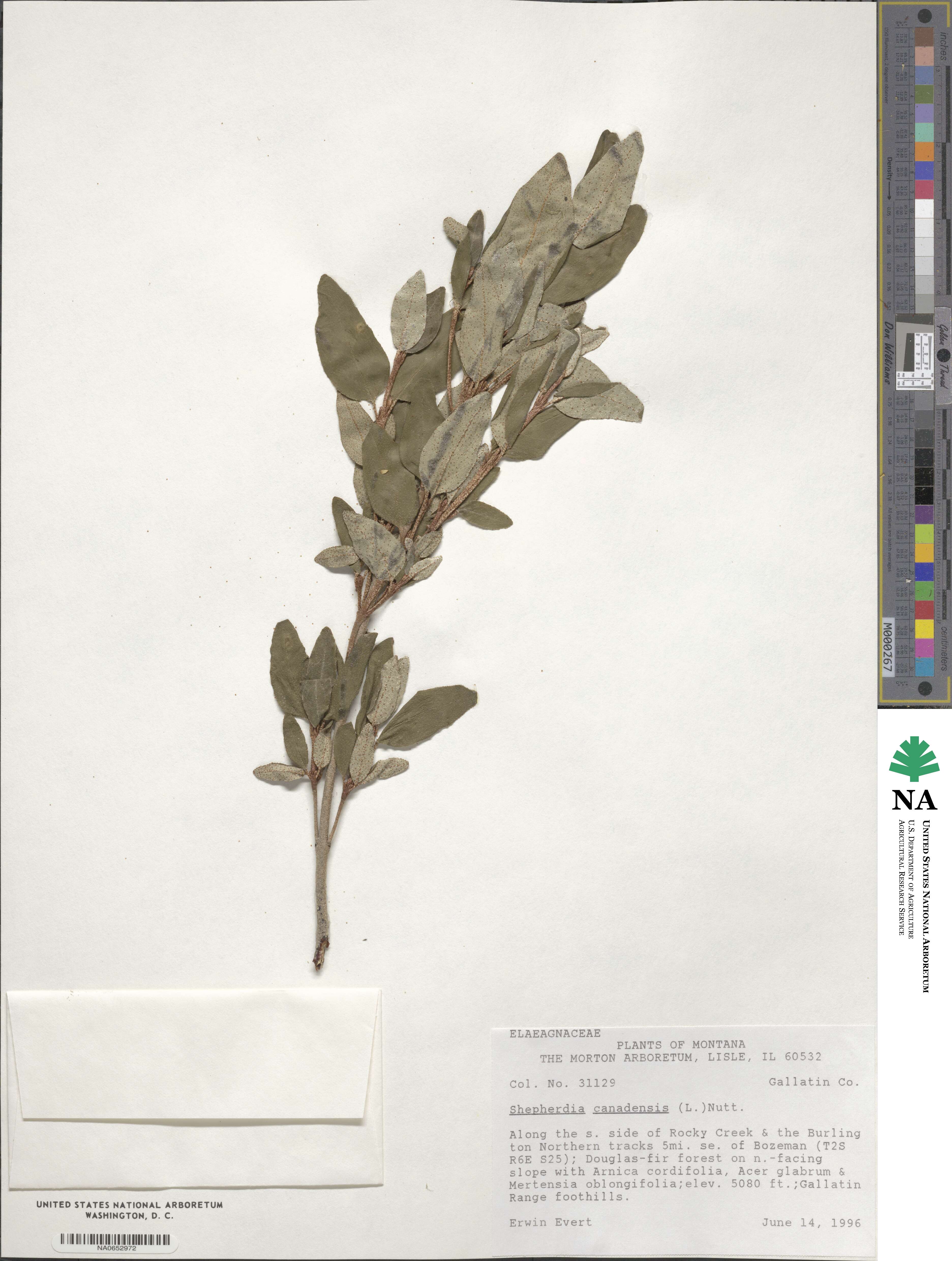 Shepherdia canadensis image