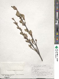 Shepherdia canadensis image