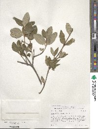 Shepherdia canadensis image