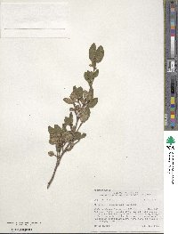 Shepherdia canadensis image