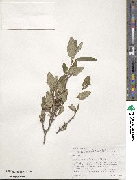 Shepherdia canadensis image