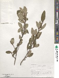 Shepherdia canadensis image