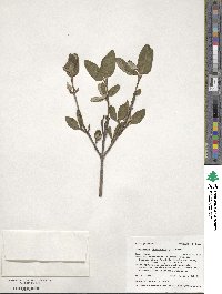 Shepherdia canadensis image