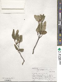 Shepherdia canadensis image