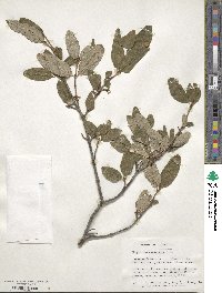 Shepherdia canadensis image