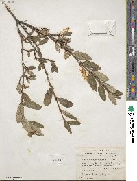 Shepherdia canadensis image