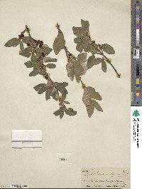 Shepherdia canadensis image