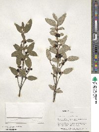 Shepherdia canadensis image