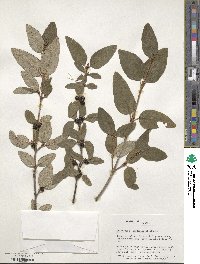 Shepherdia canadensis image