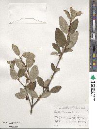 Shepherdia canadensis image