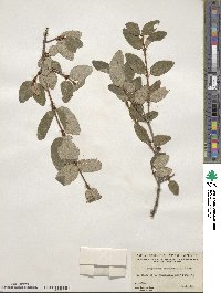 Shepherdia canadensis image