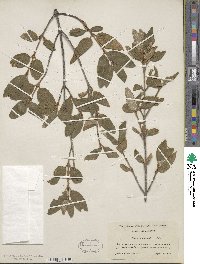 Shepherdia canadensis image