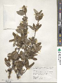 Shepherdia canadensis image