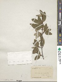 Shepherdia canadensis image