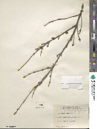 Shepherdia canadensis image