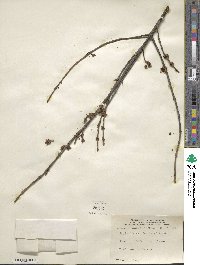 Shepherdia canadensis image