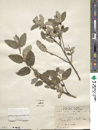 Shepherdia canadensis image